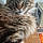 Le Chat