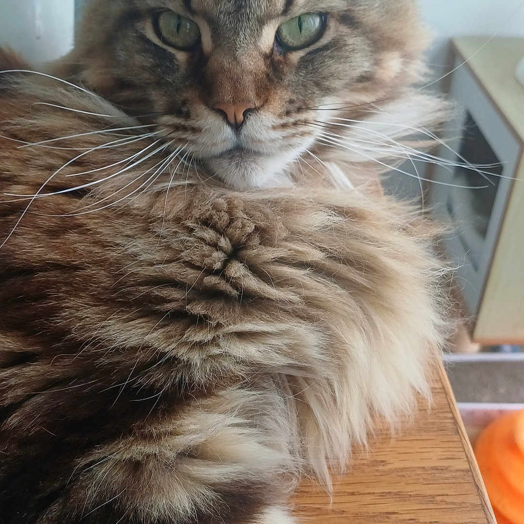 Le Chat participe au concours pour gagner de l'argent avec cette photo : cat, tabby, fluffy, green_eyes, whiskers, indoor, wooden_surface, feline, pet, relaxed, close_up, face, fur, animal, mammal, domestic_cat, portrait, resting, cute, house
