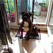 Blue participe au concours pour gagner de l'argent avec cette photo : animal, balcony, clothing, daylight, dog, door, drying_rack, floor, glass_door, household, indoor, mat, pet, plants, pot, shadow, shadow_play, sunlight, window, wooden_floor