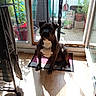 animal, balcony, clothing, daylight, dog, door, drying_rack, floor, glass_door, household, indoor, mat, pet, plants, pot, shadow, shadow_play, sunlight, window, wooden_floor