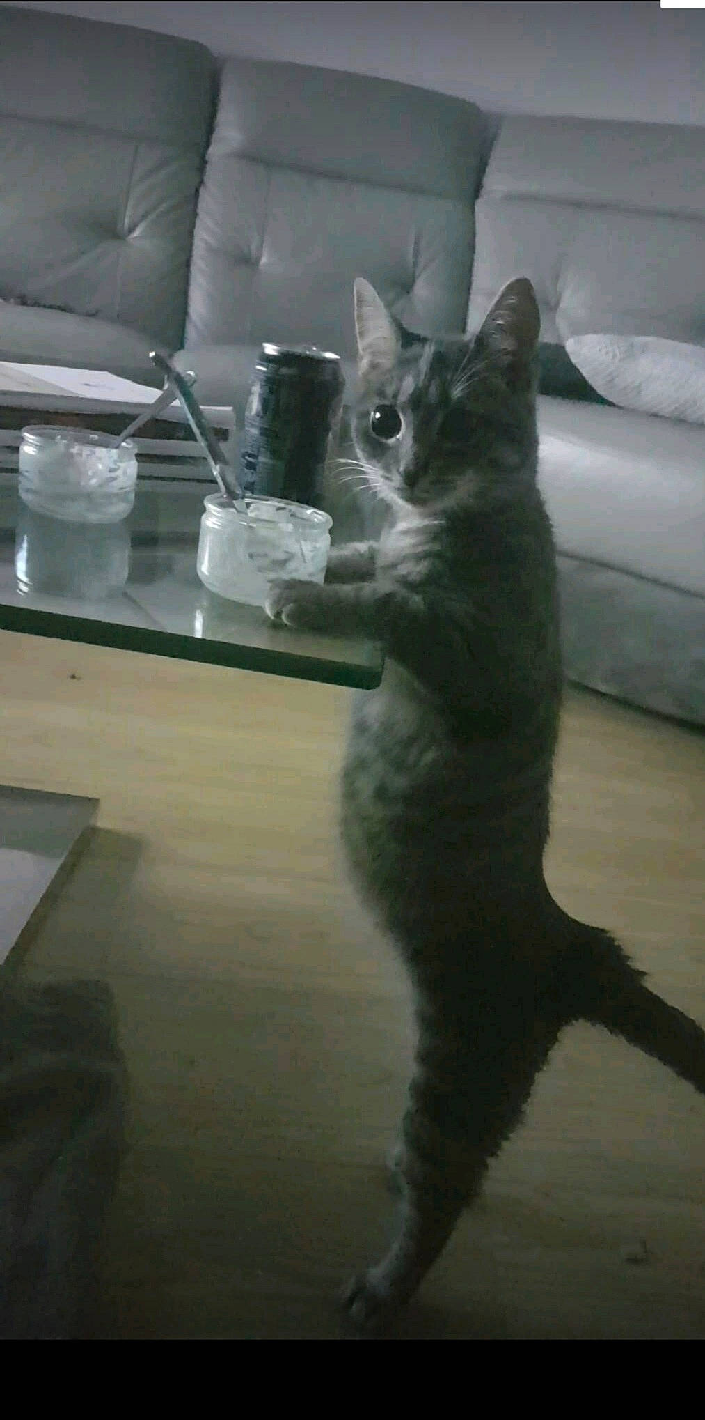 Maya a rejoint le concours — aidez-le/la à gagner de superbes lots ! black_cat, carnivore, cat, comfort, couch, domestic_short_haired_cat, drinkware, felidae, flooring, fur, glass, grey, paw, russian_blue, sitting, small_to_medium_sized_cats, snout, tail, whiskers, window