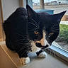 Hitler is registered to the contest to win money with this photo: cat, black_and_white_cat, windowsill, indoor, pet, animal, whiskers, curious, feline, close_up, portrait, house, window, reflection, paws, looking, domestic_cat, mammal, fur, alert