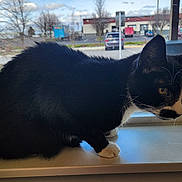 Hitler is registered to the contest to win money with this photo: animal, black_and_white, cat, cloudy_sky, curious, domestic_animal, feline, indoor, moody, outdoor_view, parking_lot, paws, pet, side_view, sitting, trees, tuxedo_cat, whiskers, window, windowsill