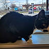 animal, black_and_white, cat, cloudy_sky, curious, domestic_animal, feline, indoor, moody, outdoor_view, parking_lot, paws, pet, side_view, sitting, trees, tuxedo_cat, whiskers, window, windowsill