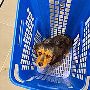 Aiko participe au concours pour gagner de l'argent avec cette photo : animal, basket, black_fur, blue_basket, brown_fur, container, cute, dog, domestic, floor, fluffy, footwear, indoor, looking_up, pet, plastic_basket, puppy, shoes, small_dog, tile_floor