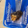 animal, basket, black_fur, blue_basket, brown_fur, container, cute, dog, domestic, floor, fluffy, footwear, indoor, looking_up, pet, plastic_basket, puppy, shoes, small_dog, tile_floor