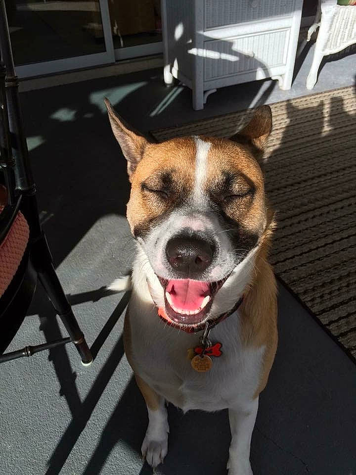 Bentley joined the competition — help win amazing prizes! canidae, carnivore, collar, companion_dog, dog, dog_breed, dog_collar, dog_supply, eye, fashion_accessory, fawn, fur, leash, plant, road_surface, sidewalk, sporting_group, whiskers, window, working_animal