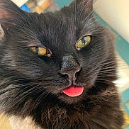 Nova is registered to the contest to win money with this photo: cat, black_cat, tongue_out, close_up, whiskers, long_fur, green_eyes, nose, pet, portrait, indoor, feline, fluffy, macro, closeup, sleepy, cute, playful, nose_detail, eye_reflection