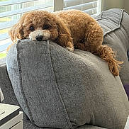 Layla joined the competition — help win amazing prizes!