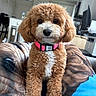 Layla joined the competition — help win amazing prizes! dog, puppy, curly_hair, pink_collar, blanket, indoor, living_room, cute, pet, fur, small_dog, seated, looking_at_camera, cozy, home, adorable, brown_fur, white_fur, face, animal