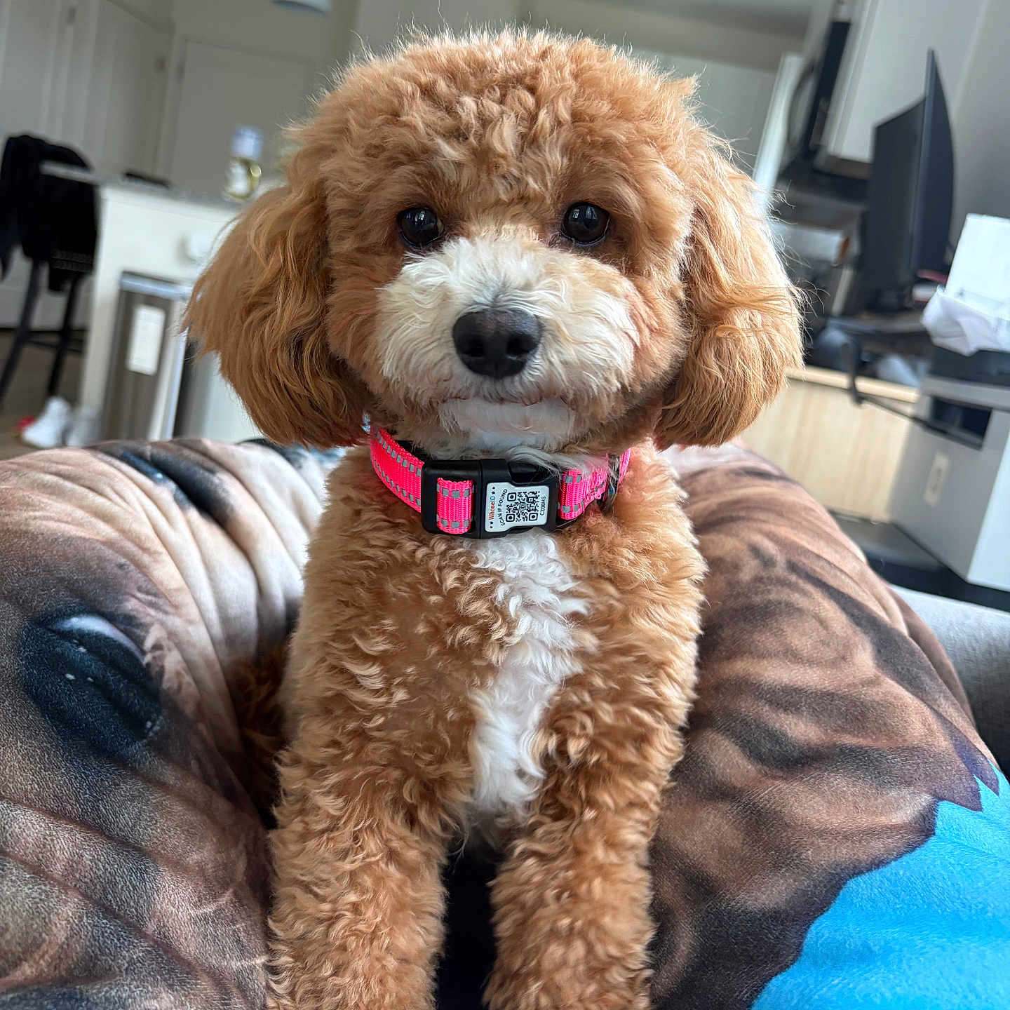 Layla
