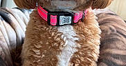 Layla joined the competition — help win amazing prizes! dog, puppy, curly_fur, brown_fur, white_fur, pink_collar, pet, cute, indoors, blanket, cozy, animal, small_dog, fur, face, sitting, looking_at_camera, domestic_animal, companion, friendly