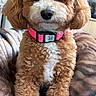 dog, puppy, curly_fur, brown_fur, white_fur, pink_collar, pet, cute, indoors, blanket, cozy, animal, small_dog, fur, face, sitting, looking_at_camera, domestic_animal, companion, friendly
