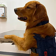 Cooper joined the competition — help win amazing prizes! animal, calm, canine, clinic, collar, dispenser, dog, ears, fur, golden_retriever, indoor, medical, paw, pet, side_view, snout, table, vest, waiting, white_wall