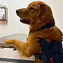 animal, calm, canine, clinic, collar, dispenser, dog, ears, fur, golden_retriever, indoor, medical, paw, pet, side_view, snout, table, vest, waiting, white_wall