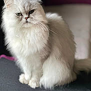 Calissoon a rejoint le concours — aidez-le/la à gagner de superbes lots ! animal, cat, close_up, cute, domestic_cat, ears, eyes, feline, fluffy, fur, indoor, long_hair, pet, portrait, relaxed, sitting, soft_light, tail, whiskers, white_fur