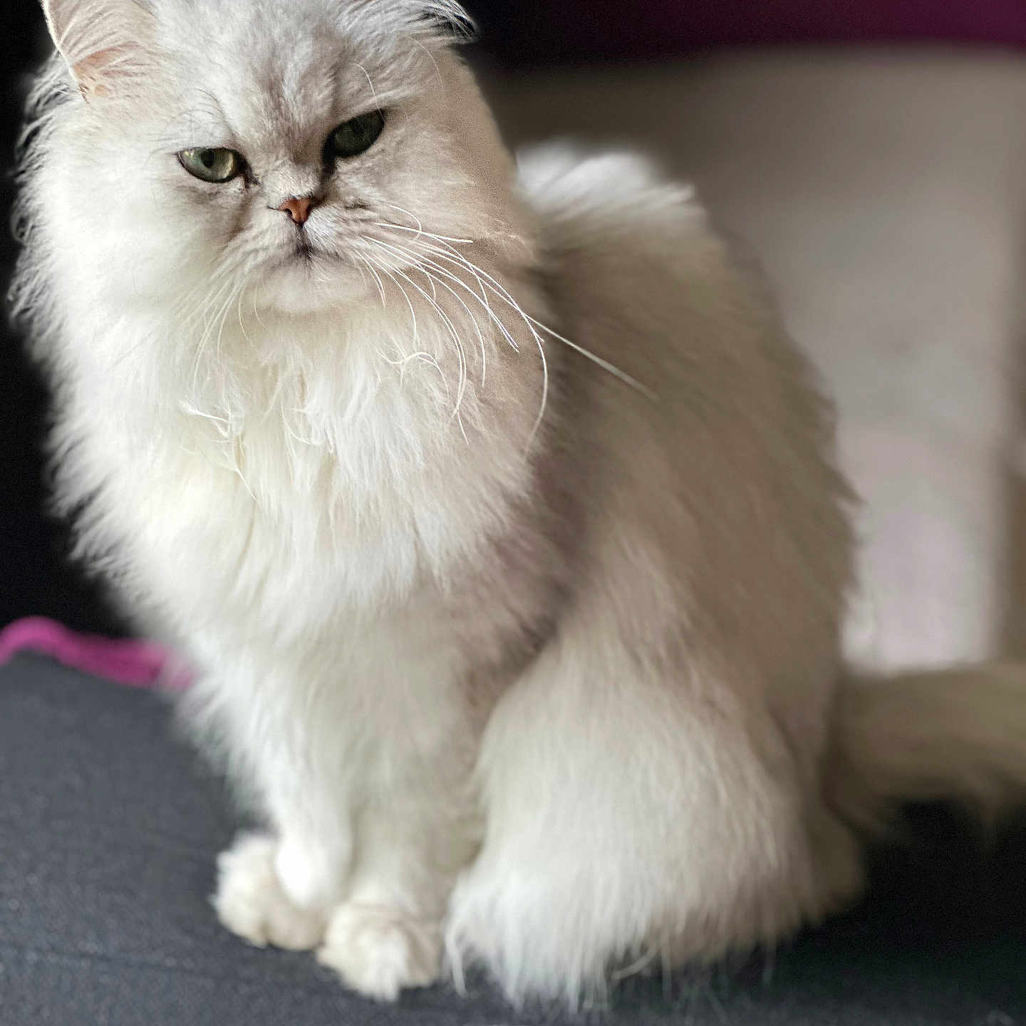 Calissoon a rejoint le concours — aidez-le/la à gagner de superbes lots ! animal, cat, close_up, cute, domestic_cat, ears, eyes, feline, fluffy, fur, indoor, long_hair, pet, portrait, relaxed, sitting, soft_light, tail, whiskers, white_fur
