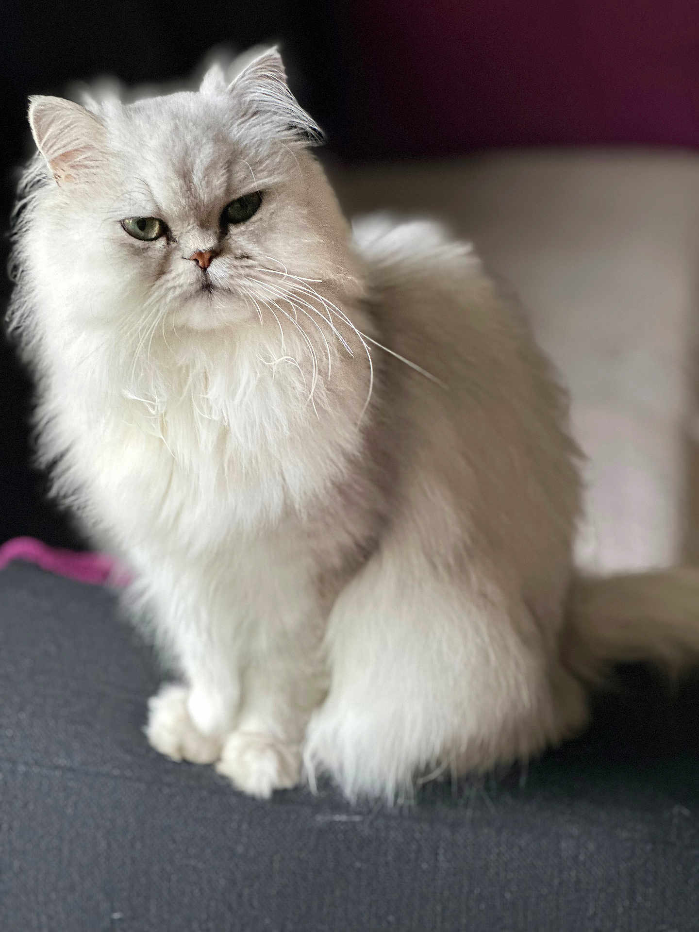 Calissoon a rejoint le concours — aidez-le/la à gagner de superbes lots ! animal, cat, close_up, cute, domestic_cat, ears, eyes, feline, fluffy, fur, indoor, long_hair, pet, portrait, relaxed, sitting, soft_light, tail, whiskers, white_fur