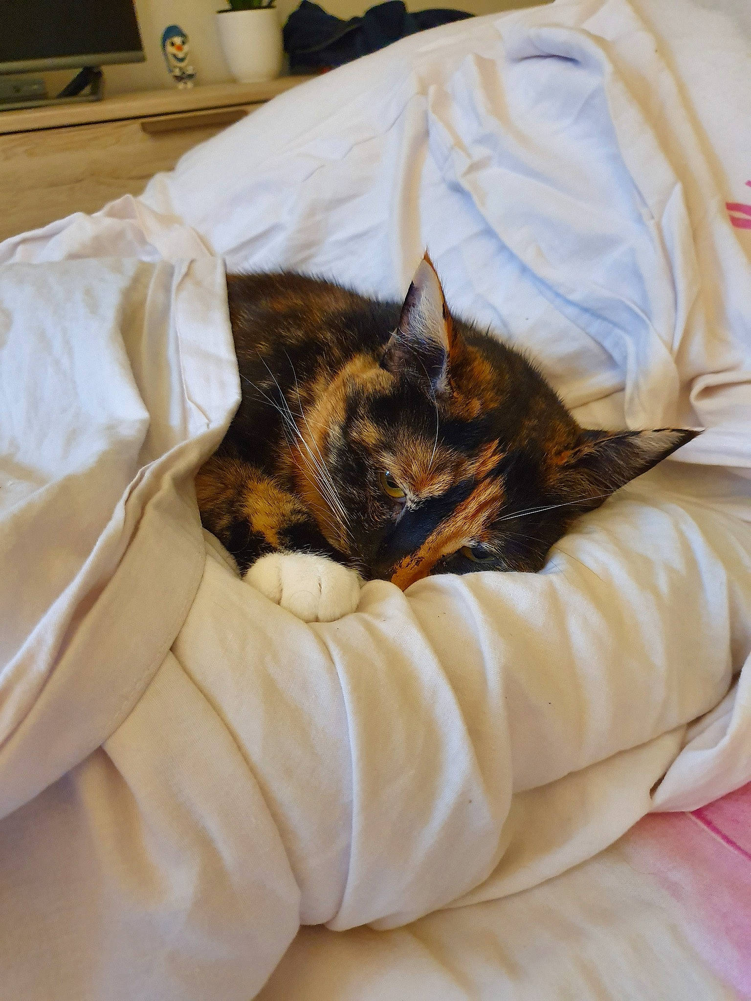 Nevada a rejoint le concours — aidez-le/la à gagner de superbes lots ! bed, bed_sheet, blanket, carnivore, cat, claw, comfort, felidae, fur, furniture, kitten, linens, nap, room, sleep, small_to_medium_sized_cats, tabby_cat, textile, whiskers