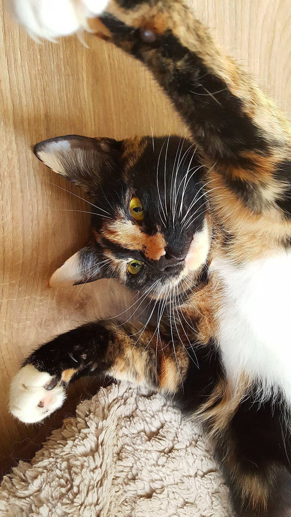 Nevada a rejoint le concours — aidez-le/la à gagner de superbes lots ! asian, carnivore, cat, claw, european_shorthair, felidae, fur, kitten, maine_coon, mammal, paw, small_to_medium_sized_cats, whiskers