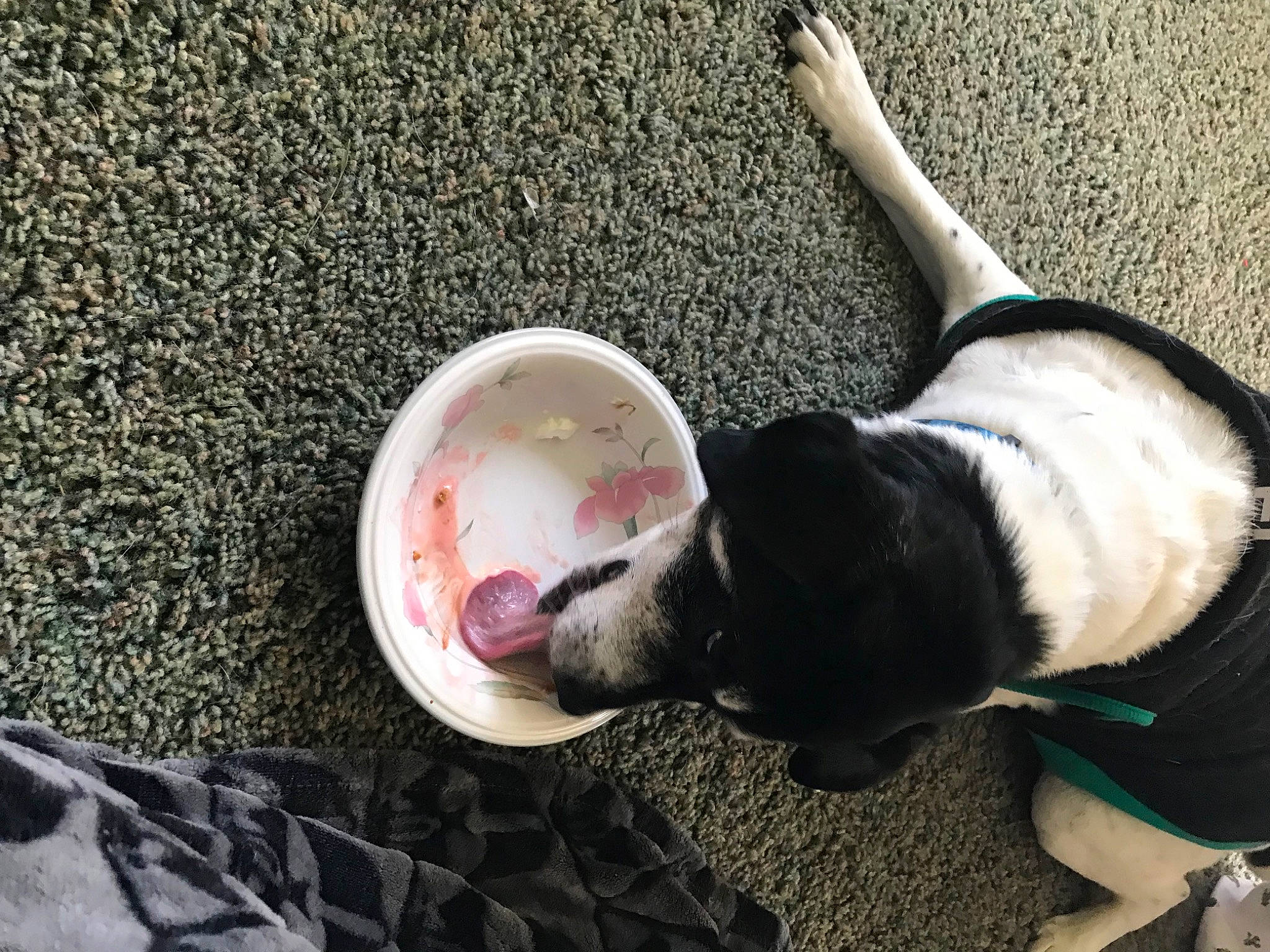 Violet joined the competition — help win amazing prizes! asphalt, ball, canidae, carnivore, collar, companion_dog, dog, dog_breed, dog_collar, dog_supply, grass, paw, road_surface, snout, soccer_ball, soil, sporting_group, sports_toy, tail, toy