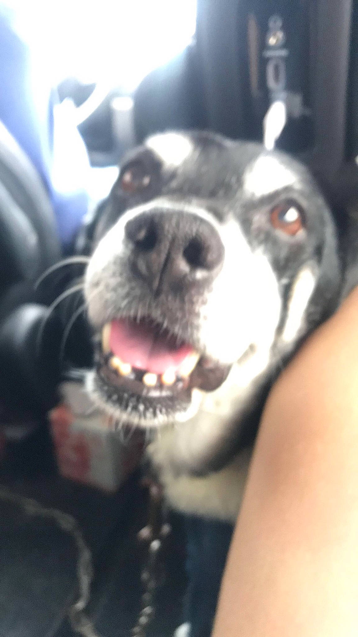 Violet joined the competition — help win amazing prizes! canidae, carnivore, cloud, collar, companion_dog, dog, dog_breed, dog_collar, fang, fur, jaw, non_sporting_group, selfie, sporting_group, whiskers, working_animal, working_dog