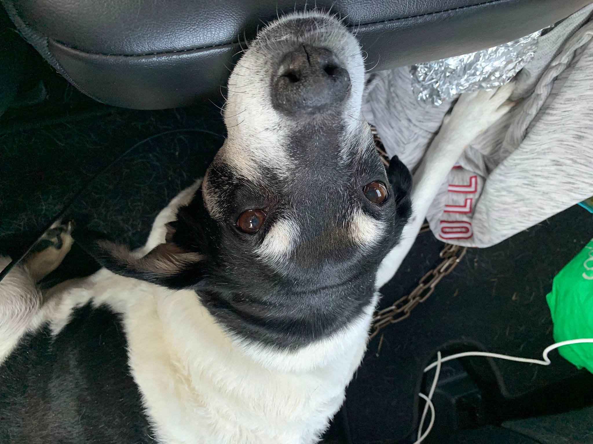 Violet joined the competition — help win amazing prizes! canidae, carnivore, comfort, companion_dog, dog, dog_breed, fawn, foot, fur, non_sporting_group, paw, terrestrial_animal, whiskers, working_animal