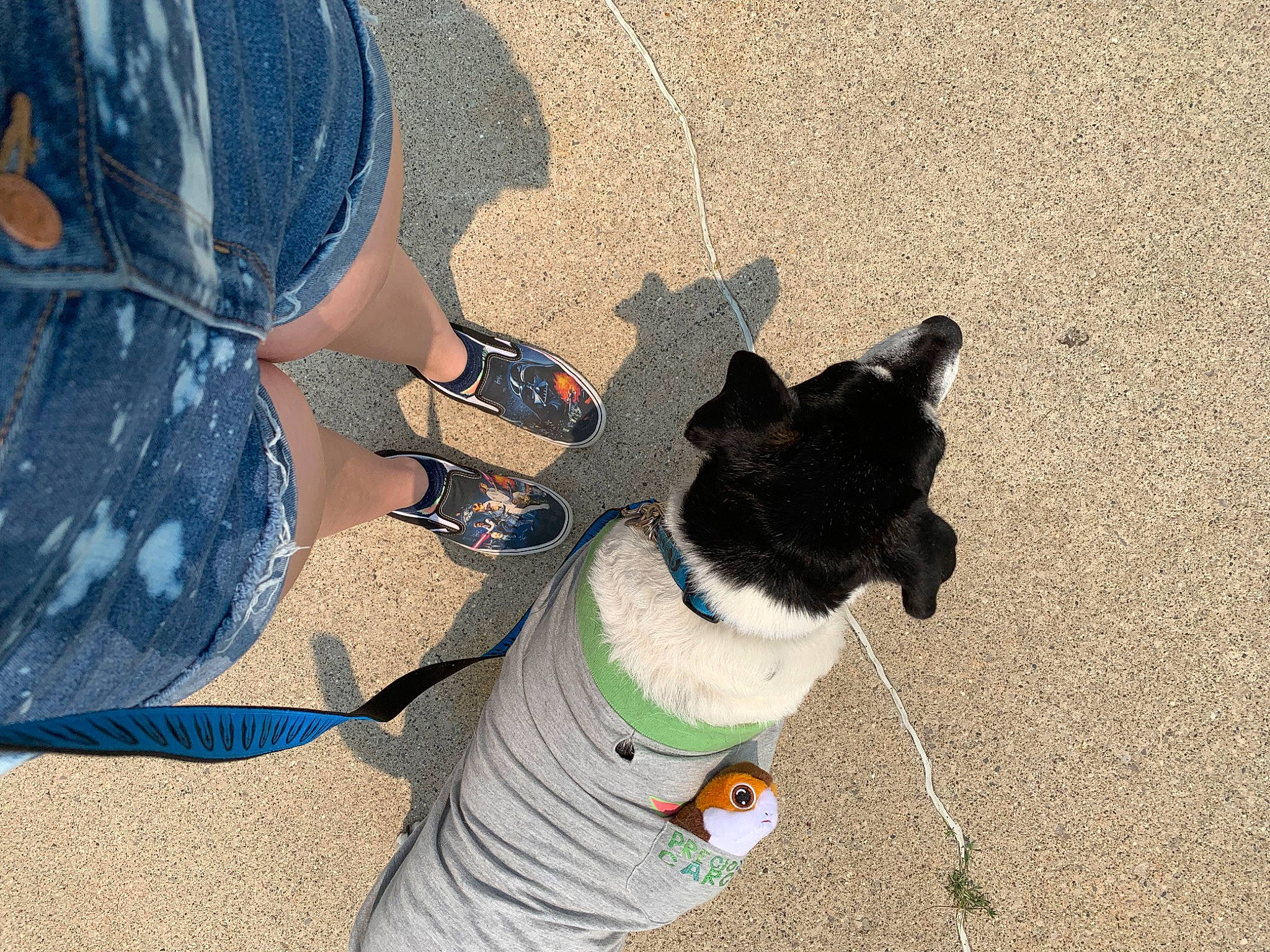 Violet is registered to the contest to win money with this photo: art, canidae, carnivore, collar, companion_dog, dog, dog_breed, dog_collar, dog_supply, electric_blue, eyewear, fashion_accessory, fawn, foot, fur, human_leg, leash, snout, sporting_group, tail