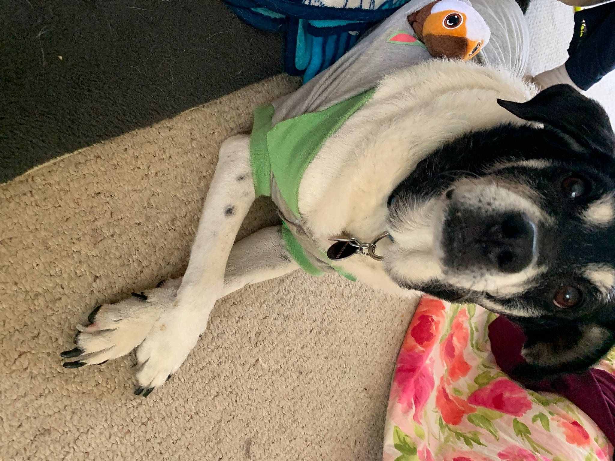 Violet joined the competition — help win amazing prizes! carnivore, collar, companion_dog, dog, dog_breed, dog_clothes, dog_collar, dog_supply, eyewear, fawn, fur, leash, personal_protective_equipment, pet_supply, selfie, snout, sporting_group, sunglasses, whiskers, working_animal