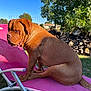 animal, brown_dog, canine, daytime, dog, furniture, garden, grass, logs, lounge_chair, nature, outdoor, pet, pink, relaxed, resting, shade, summer, sunlight, tree