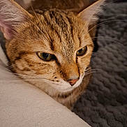 May a rejoint le concours — aidez-le/la à gagner de superbes lots ! cat, tabby, close_up, resting, feline, fur, whiskers, ears, nose, eyes, indoor, cozy, blanket, texture, soft, pet, animal, portrait, relaxed, mammal