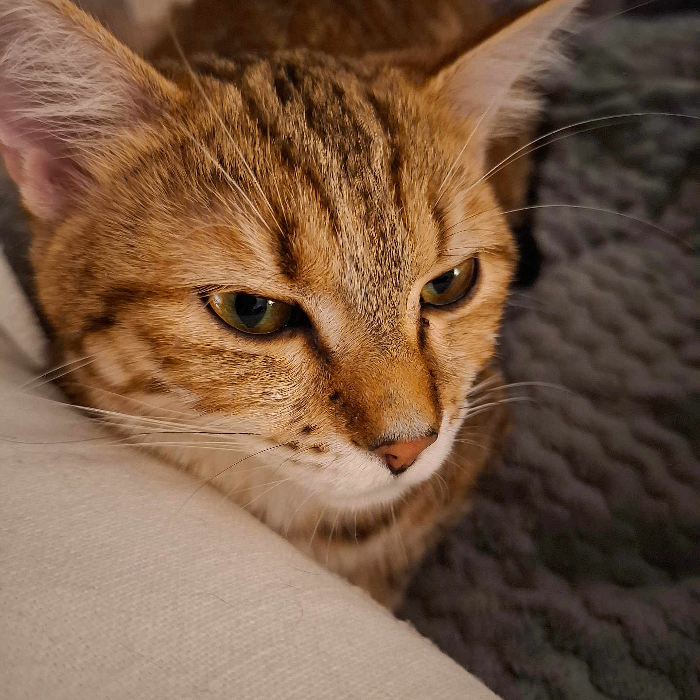 May a rejoint le concours — aidez-le/la à gagner de superbes lots ! animal, blanket, cat, close_up, cozy, ears, eyes, feline, fur, indoor, mammal, nose, pet, portrait, relaxed, resting, soft, tabby, texture, whiskers