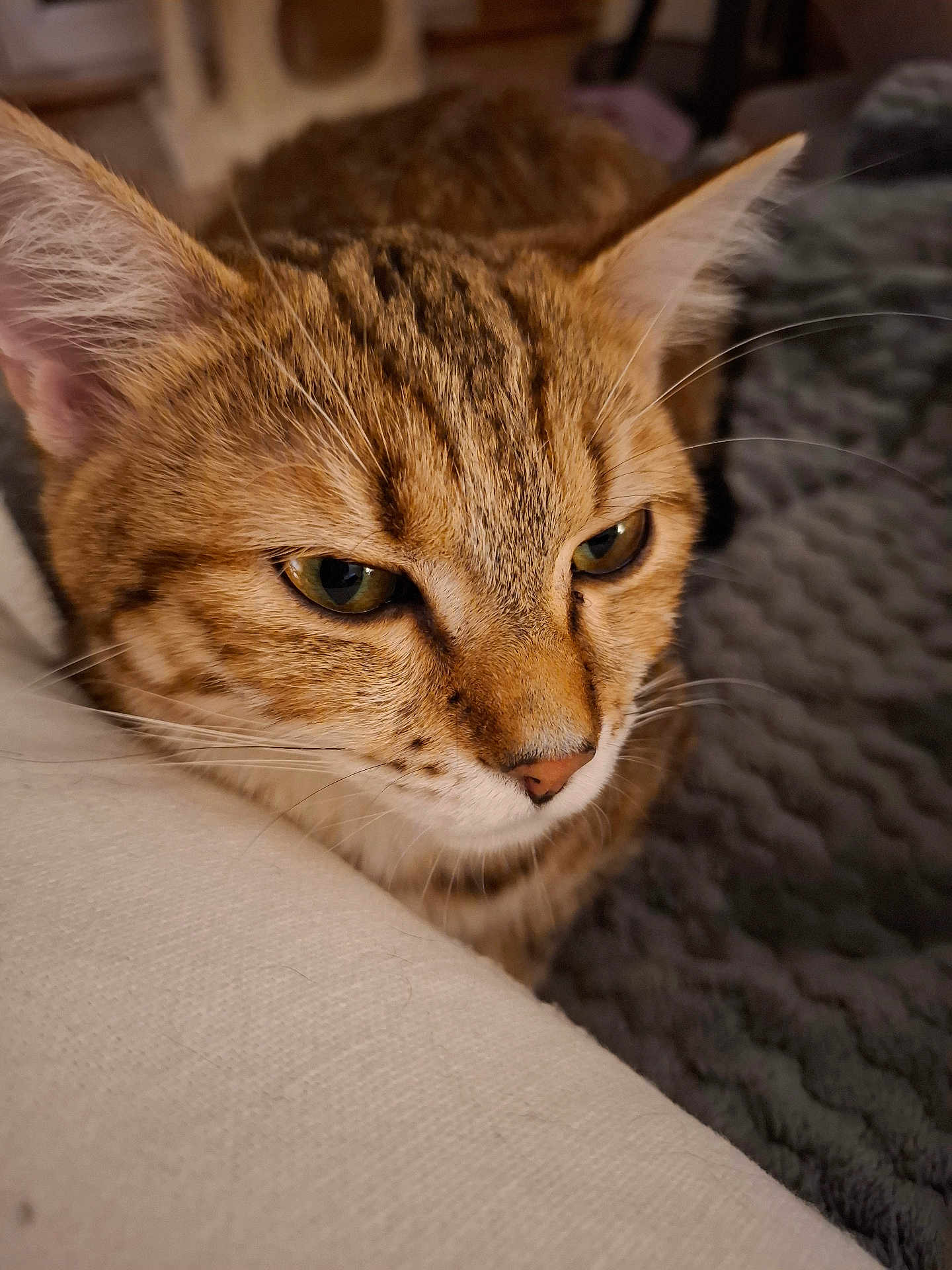 May a rejoint le concours — aidez-le/la à gagner de superbes lots ! cat, tabby, close_up, resting, feline, fur, whiskers, ears, nose, eyes, indoor, cozy, blanket, texture, soft, pet, animal, portrait, relaxed, mammal