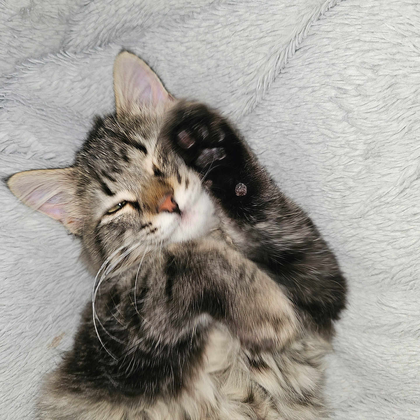 Tabacco joined the competition — help win amazing prizes! cat, kitten, tabby, paw, fur, whiskers, ears, sleepy, cute, pet, animal, cozy, blanket, soft_texture, resting, indoor, closeup, adorable, snuggling, relaxed