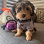 animal, couch, cozy, cute, dog, face, fur, halloween, home, hoodie, indoor, jack_o_lantern, pet, pillow, plush_toy, puppy, sitting, small_dog, toy, window_blinds