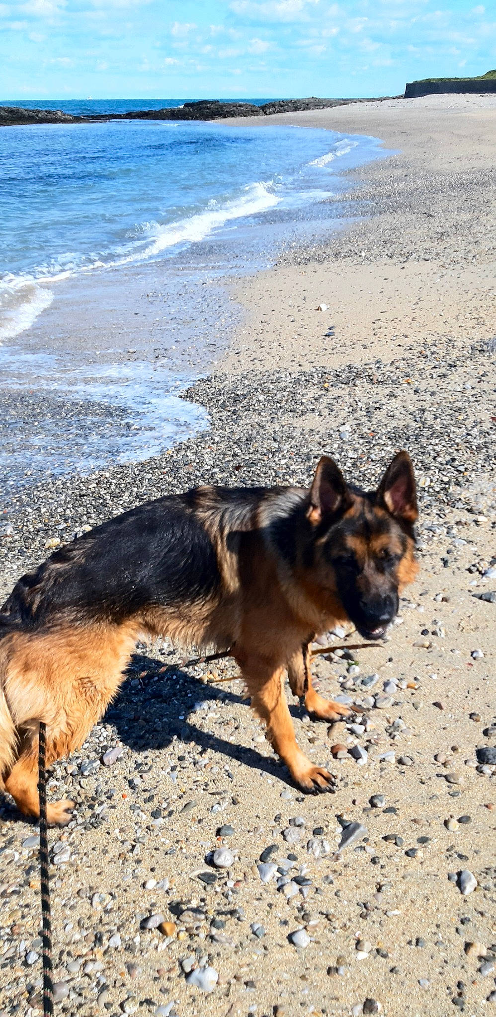 Rex a rejoint le concours — aidez-le/la à gagner de superbes lots ! beach, canidae, carnivore, coast, dog, dog_breed, east_european_shepherd, fawn, german_shepherd_dog, herding_dog, king_shepherd, ocean, old_german_shepherd_dog, sand, shadow, sporting_group, terrestrial_animal, water, wind_wave, working_dog