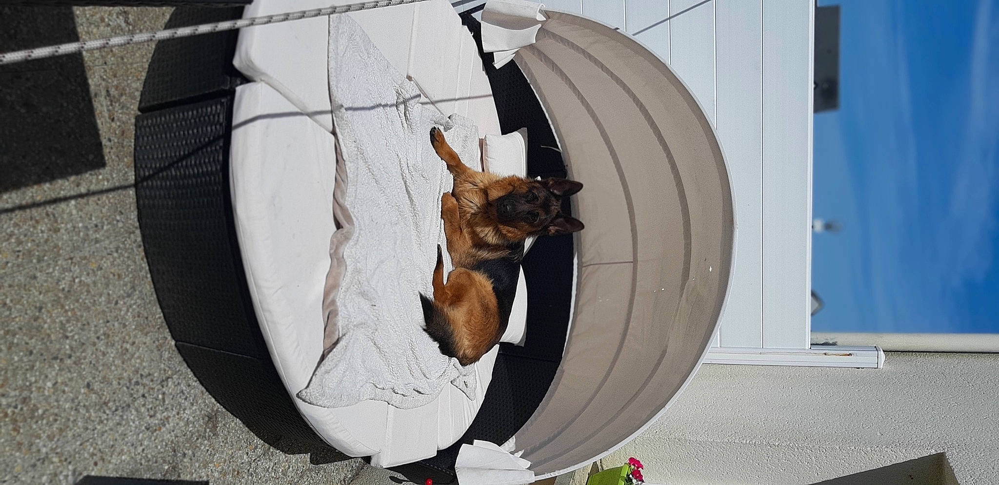 Rex participe au concours pour gagner de l'argent avec cette photo : art, auto_part, automotive_tire, automotive_wheel_system, bicycle_tire, canidae, carnivore, circle, companion_dog, dog, dog_breed, fawn, metal, pet_supply, rim, sculpture, spoke, sporting_group, tail, wood