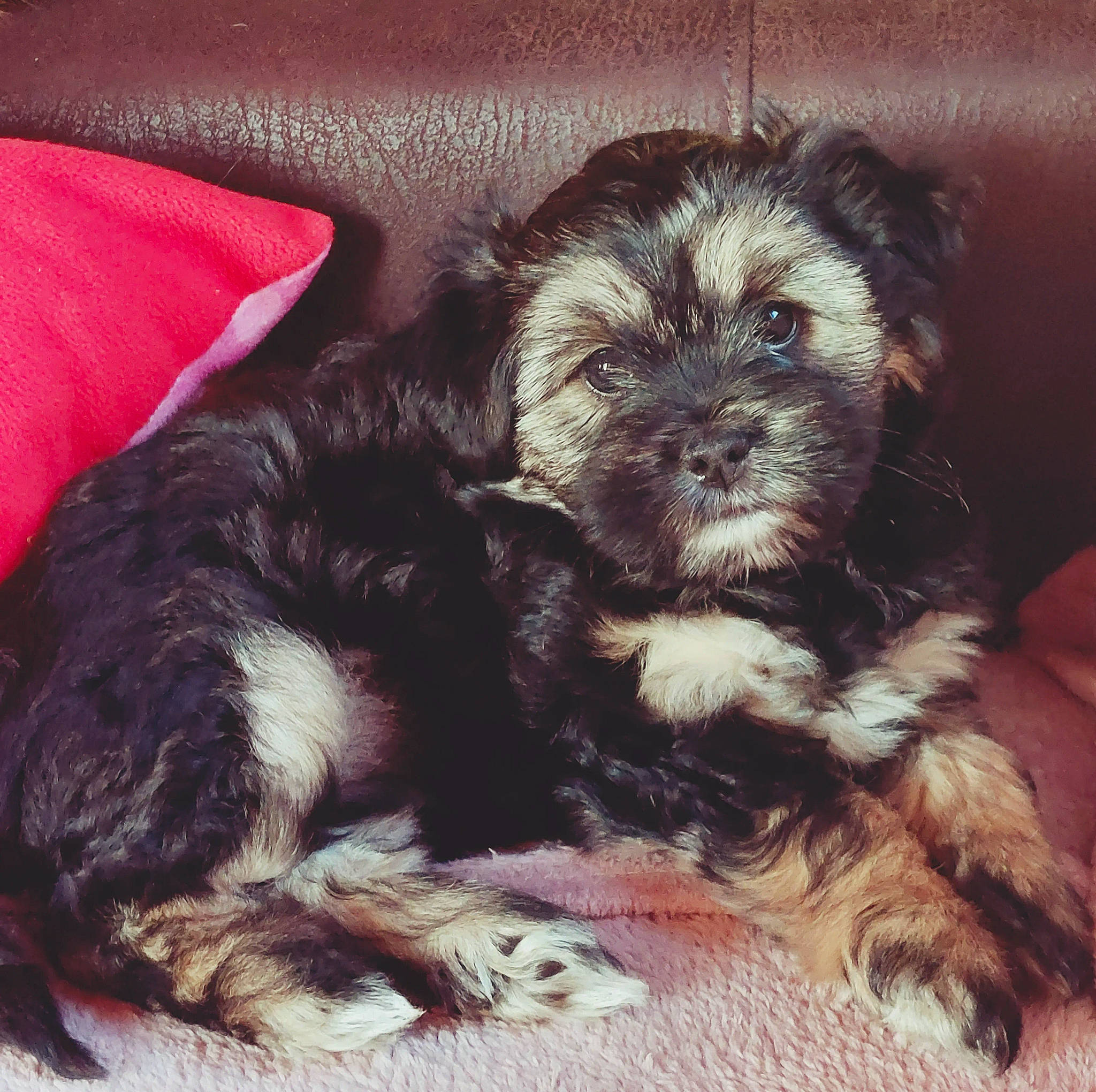 Zola participe au concours pour gagner de l'argent avec cette photo : biewer_terrier, canidae, carnivore, comfort, companion_dog, dog, dog_breed, fur, liver, maltepoo, non_sporting_group, paw, puppy_love, small_terrier, snout, sporting_group, terrier, toy_dog, working_animal, yorkipoo