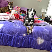 Nash And Blue joined the competition — help win amazing prizes! animal, bed, blanket, colorful, comforter, cozy, dog, furniture, indoor, lamp, pet, phone_screenshot, plush_toy, purple, resting, room, table, unicorn, wall_decoration, wooden_floor
