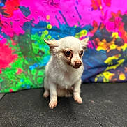 Peanut joined the competition — help win amazing prizes! dog, chihuahua, small_dog, white_fur, pet, animal, colorful_background, abstract_art, neon_colors, pink, green, blue, yellow, sitting, indoor, cute, portrait, fur, ears, eyes