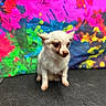dog, chihuahua, small_dog, white_fur, pet, animal, colorful_background, abstract_art, neon_colors, pink, green, blue, yellow, sitting, indoor, cute, portrait, fur, ears, eyes