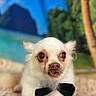Peanut joined the competition — help win amazing prizes! dog, small_dog, white_dog, bow_tie, pet, animal, portrait, indoor, close_up, cute, chihuahua, lying_down, fur, paw, background, tropical, beach_scene, blue_sky, greenery, texture