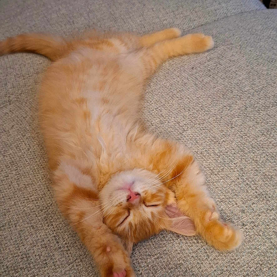 Loki a rejoint le concours — aidez-le/la à gagner de superbes lots ! animal, cat, couch, cozy, cute, fur, furniture, home, indoor, kitten, orange_cat, paw, pet, pink_nose, relaxed, resting, sleeping, stretching, tabby, whiskers