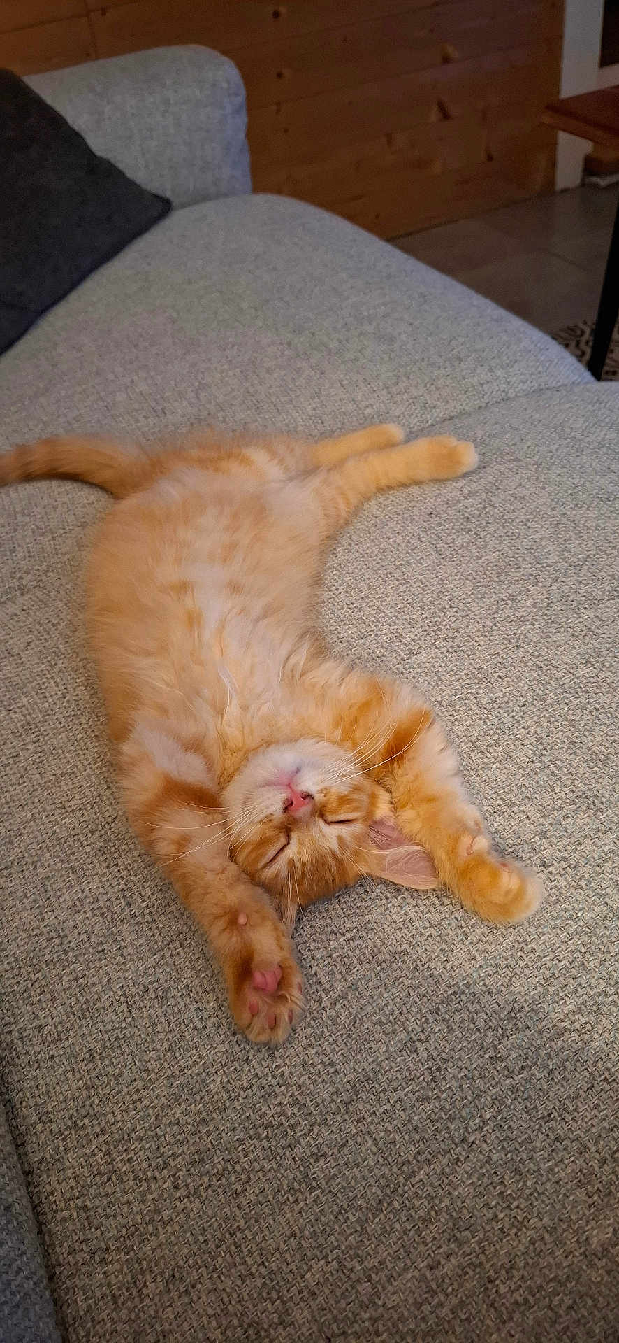 Loki a rejoint le concours — aidez-le/la à gagner de superbes lots ! kitten, cat, orange_cat, sleeping, stretching, paw, couch, furniture, indoor, cozy, relaxed, pet, animal, fur, cute, pink_nose, whiskers, home, resting, tabby