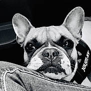Vega participe au concours pour gagner de l'argent avec cette photo : black, black_and_white, boston_terrier, bulldog, carnivoran, companion_dog, dog, dog_breed, dog_breed_group, dog_like_mammal, fawn, french_bulldog, mammal, monochrome, monochrome_photography, non_sporting_group, puppy, snout, toy_bulldog, vertebrate