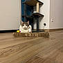 Tchoupi participe au concours pour gagner de l'argent avec cette photo : cat, cardboard, cat_tree, floor, indoor, pet, animal, furniture, wall, door, wooden_floor, relaxing, home, cozy, curious, white_cat, grey_cat, toy, scratcher, domestic