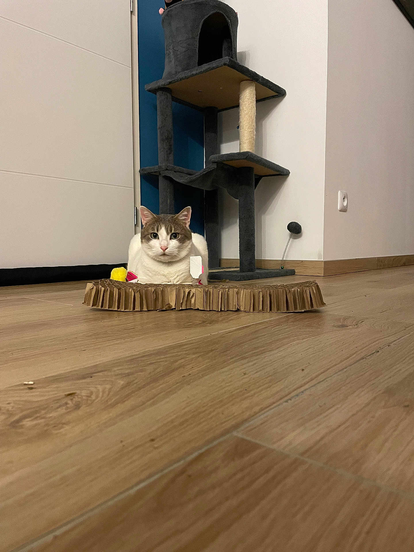 Tchoupi participe au concours pour gagner de l'argent avec cette photo : cat, cardboard, cat_tree, floor, indoor, pet, animal, furniture, wall, door, wooden_floor, relaxing, home, cozy, curious, white_cat, grey_cat, toy, scratcher, domestic