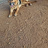 dog, german_shepherd, animal, outdoor, dirt, table, metal_frame, panting, tongue_out, pet, canine, sunlight, grass, small_dog, background, nature, resting, fence, leisure, daytime