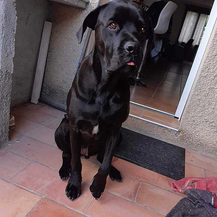 Ninho