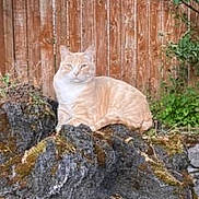 Busy is registered to the contest to win money with this photo: cat, orange_tabby, rock, moss, wooden_fence, outdoor, nature, greenery, animal, pet, relaxed, sitting, backyard, fence, plant, leaf, calm, fur, wildlife, daylight